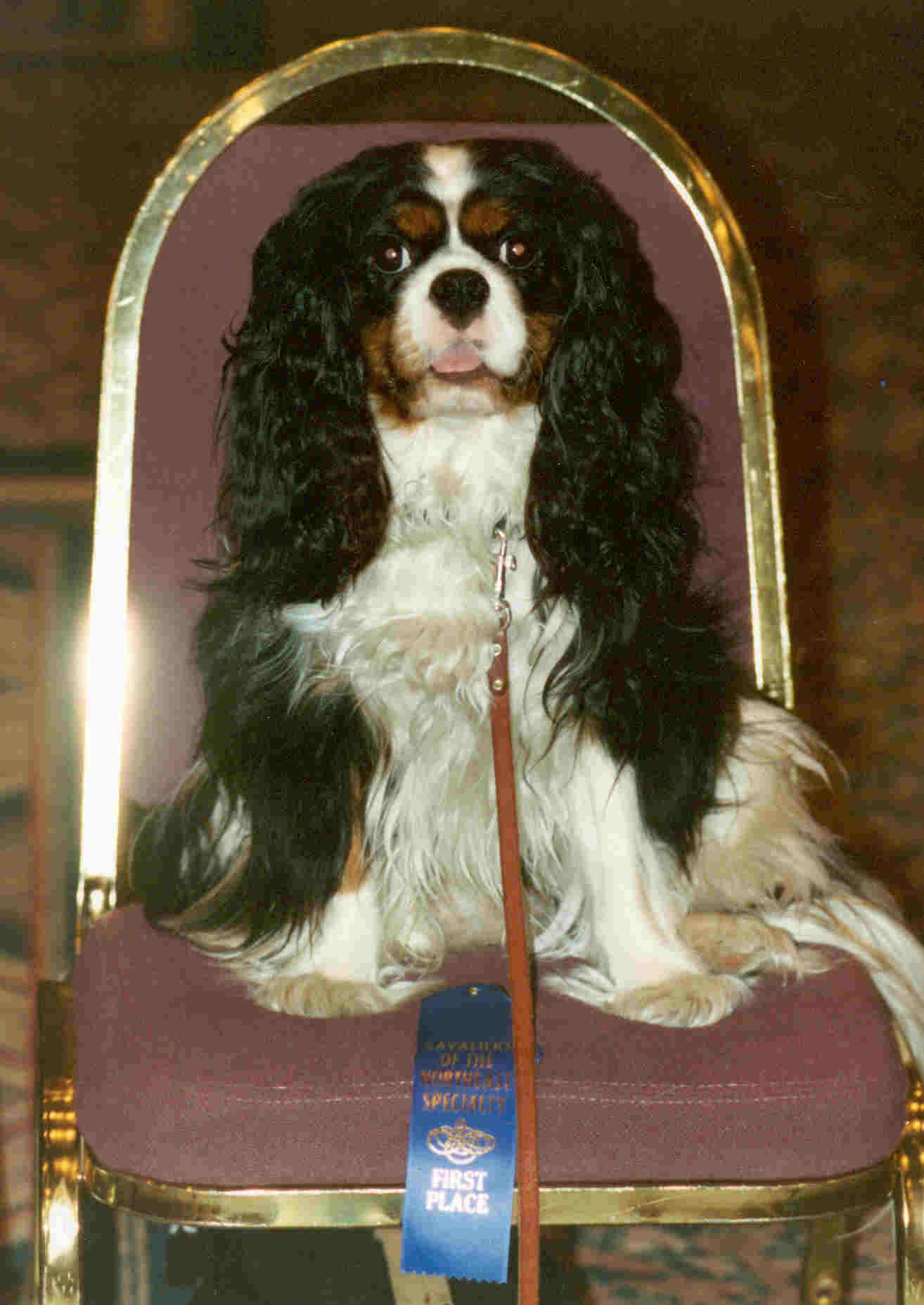 Living with a cavalier king sale charles spaniel